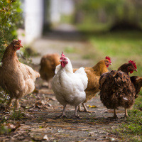 Ep. 03 Keeping Urban Chickens