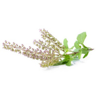 Heirlooms and Herbals: Tulsi