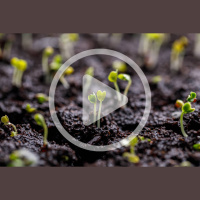 Seed-Starting Tips with Indy Officinalis