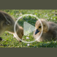 Hatching Goose, Guinea, and Duck Eggs