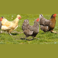 Bonus Episode: “Let’s All Keep Chickens!” Book Interview with Dalia Monterroso