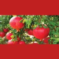 Audio Article: Populate Your Property with Pomegranates