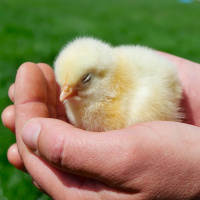 Ep. 141 Chick Illness