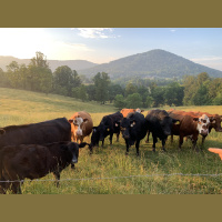 Audio Article: How the Electric Car Killed the Corn Industry