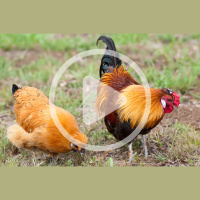 Easy Chicken Breeds for Beginners