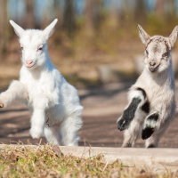 Ep. 14 Get to Know Goats