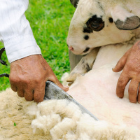 Ep. 38 From Lambs to Llamas Pt.2