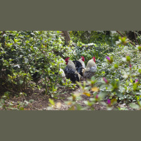 Ep. 60 Chickens in Permaculture