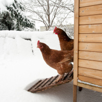 Ep. 52 Cold Weather Chickens