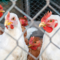 Ep. 08 Common Flock Problems