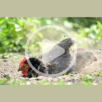 Preventing Spring Poultry Illness Audio Article and Discussion