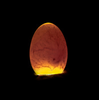 Ep. 105 Candling and Embryos