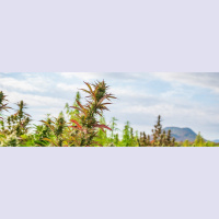 Ep 75 Seeking Quality CBD Oil