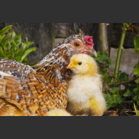 Ep. 107 What is Brooding