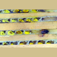 Audio Article: Solitary Bees