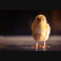 Chickens 101: Hatch Day