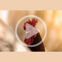 Chicken Combs: Problems and Care