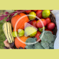 Is Gardening Worth It Financially?