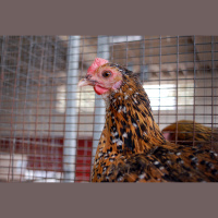 Intro to 4-H Chicken Showmanship and Poultry Projects