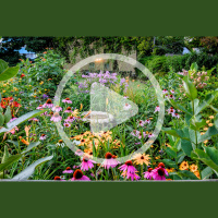 Rewilding Your Property