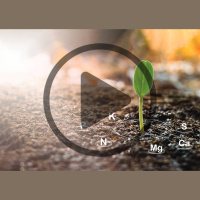 Audio Article: Cation Exchange Capacity in the Garden