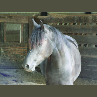 Audio Article: Draft Horses on the Homestead