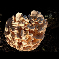 A Mushroom Hunting Guide for Beginners