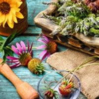 Ep. 02 Favorite Medicinal Plants