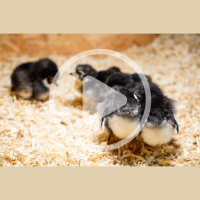 The Pros and Cons of Poultry Bedding Audio Article and Discussion
