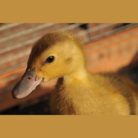 How to Care for Baby Ducks