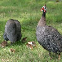Ep. 20 Great Guide to Guinea Fowl