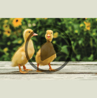 Audio Article: Can Chickens Hatch Ducks?