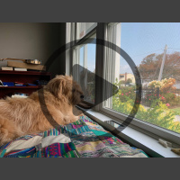 Audio Article: Rodenticide Toxicity in Pets