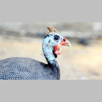 Ep. 66 Guineas as Guardians