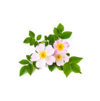 Ep. 88 Heirlooms and Herbals: Rose