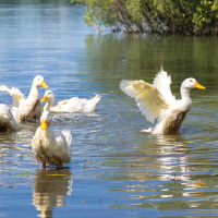 Ep. 24 Ducks on Demand