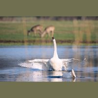 What to Know About Raising Swans