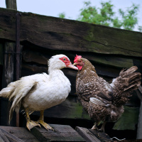 Ep. 17 Poultry Breeds and Species