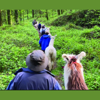 Audio Article: Farmsteading Profits Beyond Meat, Eggs, and Vegetables