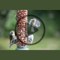 Audio Article - Not Just for the Birds: Bird Feeding and You
