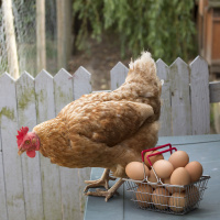 Ep. 12 Profit with Poultry