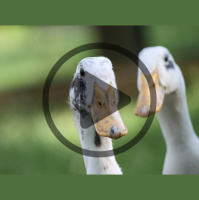 Heritage Poultry Update: Threatened Rare Chicken Breeds  More