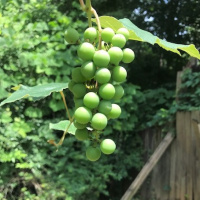 Ep. 122 The Intrepid Ivy Association