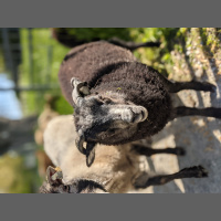 Audio Article: Shetland Wool