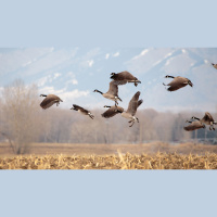 Ep. 73 Waterfowl Conservation