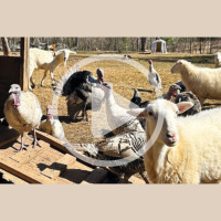 Adaptable Heritage Animals