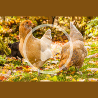 Preparing Your Chickens for Autumn
