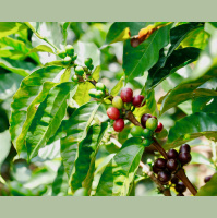 Audio Article: Coffee Fermentation