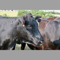 Audio Article: Build a Better Herd