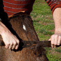 Ep. 19 Pt. 2 Leathers and Furs: Preserving Animal Hides